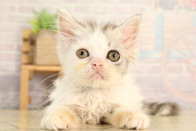 ラガマフィンの子猫一覧｜ペットショップCoo＆RIKU