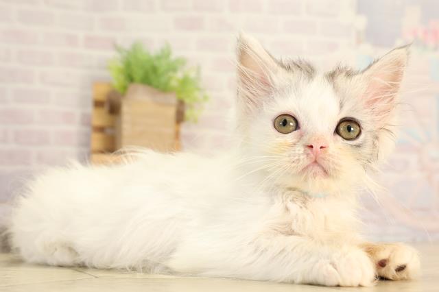 岐阜県のラガマフィン (Coo&RIKU岐南店/2026年3月9日生まれ/男の子/ブルータビーホワイト)の子猫の2枚目の画像