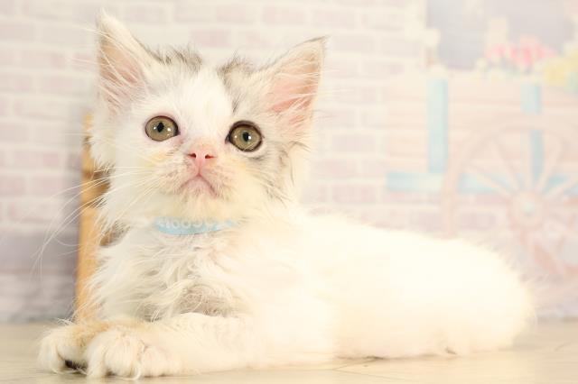 岐阜県のラガマフィン (Coo&RIKU岐南店/2026年3月9日生まれ/男の子/ブルータビーホワイト)の子猫の3枚目の画像