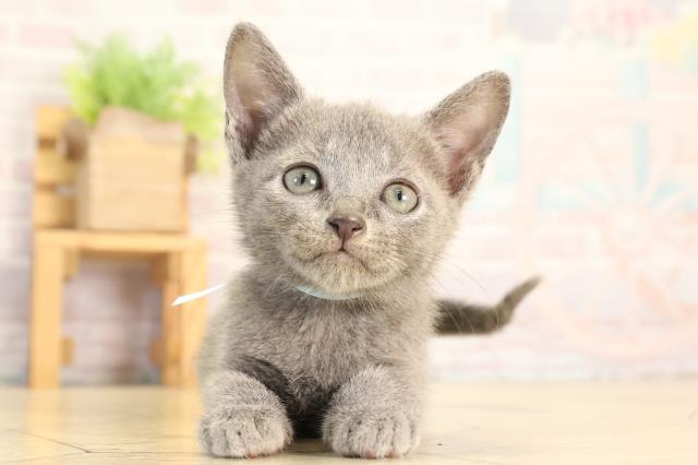 静岡県のロシアンブルー (Coo&RIKU富士店/2026年3月27日生まれ/男の子/ブルー)の子猫の1枚目の画像
