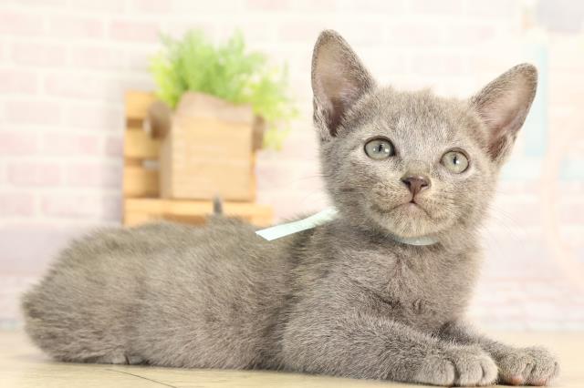 静岡県のロシアンブルー (Coo&RIKU富士店/2026年3月27日生まれ/男の子/ブルー)の子猫の2枚目の画像