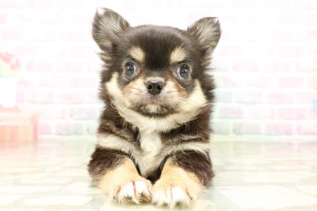東京都のチワワ(ロング) (Coo&RIKU大久保店/2026年3月30日生まれ/男の子/ブラックタンホワイト)の子犬