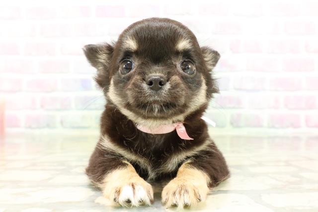 東京都のチワワ(ロング) (Coo&RIKU赤坂店/2026年3月30日生まれ/女の子/ブラックタンホワイト)の子犬