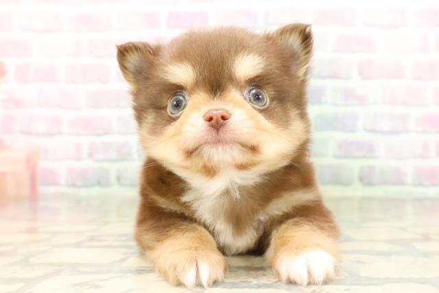 東京都のチワワ(ロング) (Coo&RIKU赤坂店/2026年3月28日生まれ/男の子/チョコレートタン)の子犬