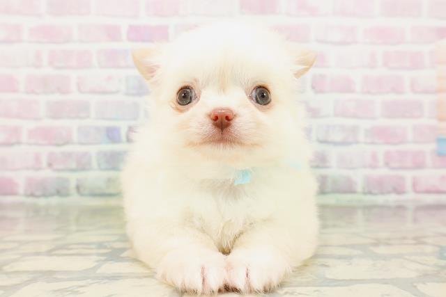 埼玉県のチワワ(ロング) (Coo&RIKU所沢店/2026年3月28日生まれ/男の子/クリーム)の子犬
