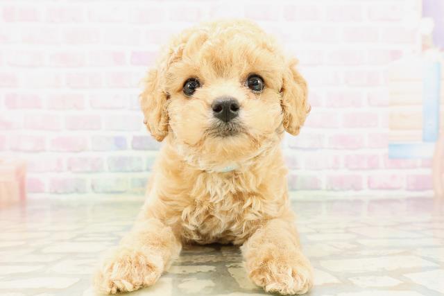 埼玉県のトイプードル(トイ) (Coo&RIKU草加バイパス店/2026年4月1日生まれ/男の子/クリーム)の子犬