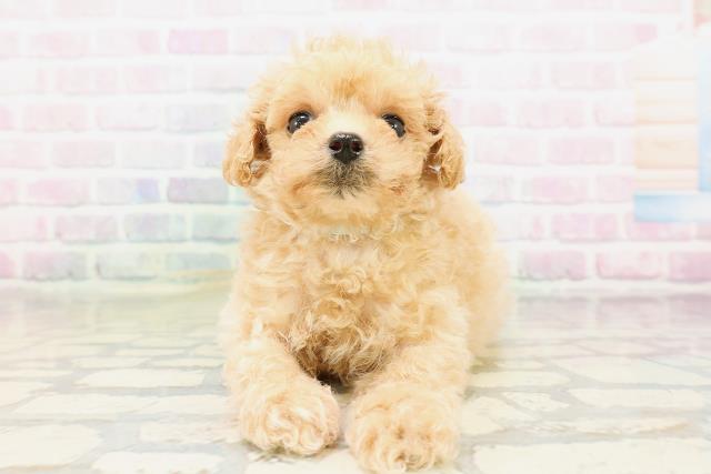 神奈川県のトイプードル(トイ) (Coo&RIKU平塚店/2026年3月30日生まれ/男の子/アプリコット)の子犬