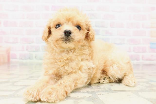 神奈川県のトイプードル(トイ) (Coo&RIKU平塚店/2026年3月30日生まれ/男の子/アプリコット)の子犬の2枚目の画像