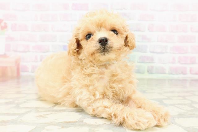 神奈川県のトイプードル(トイ) (Coo&RIKU平塚店/2026年3月30日生まれ/男の子/アプリコット)の子犬の3枚目の画像