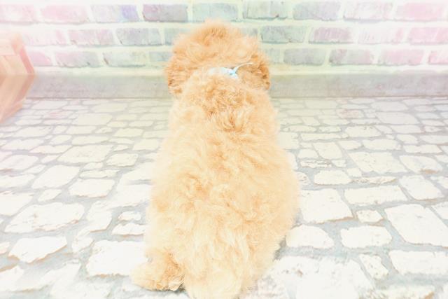 神奈川県のトイプードル(トイ) (Coo&RIKU平塚店/2026年3月30日生まれ/男の子/アプリコット)の子犬の4枚目の画像