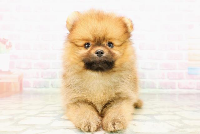 群馬県のポメラニアン (Coo&RIKUDCM館林店/2026年3月31日生まれ/男の子/オレンジ)の子犬