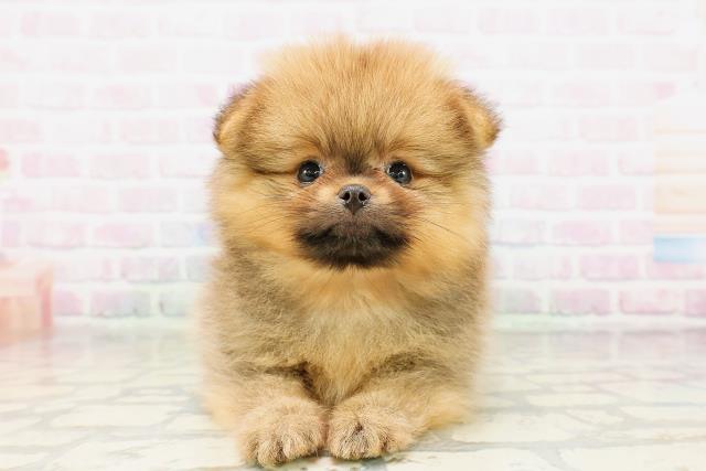 埼玉県のポメラニアン (Coo&RIKU所沢店/2026年3月31日生まれ/女の子/オレンジ)の子犬