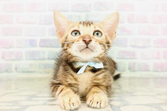 埼玉県のベンガル (Coo&RIKU所沢店/2026年3月24日生まれ/男の子/ブラウンマーブルタビー)の子猫
