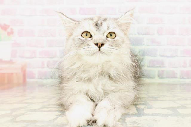 埼玉県のラガマフィン (Coo&RIKU所沢店/2026年2月27日生まれ/女の子/シルバーパッチドタビー)の子猫