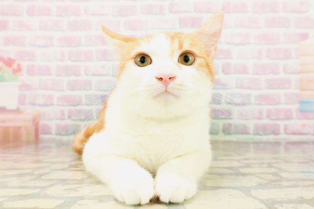 埼玉県のマンチカン (Coo&RIKU所沢店/2025年12月9日生まれ/男の子/レッドタビーホワイト)の子猫