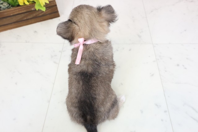 長崎県のチワワ(ロング) (Coo&RIKU大村店/2026年3月30日生まれ/女の子/フォーン)の子犬の4枚目の画像