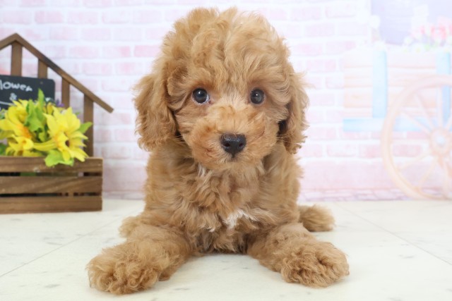 宮崎県のトイプードル(トイ) (Coo&RIKU宮崎店/2026年4月1日生まれ/男の子/アプリコット)の子犬の1枚目の画像