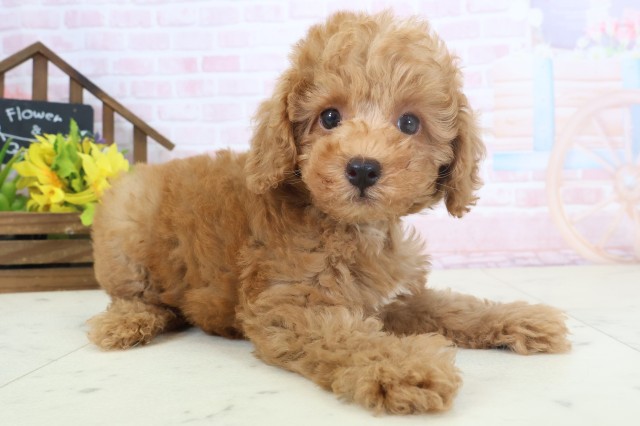 宮崎県のトイプードル(トイ) (Coo&RIKU宮崎店/2026年4月1日生まれ/男の子/アプリコット)の子犬の2枚目の画像