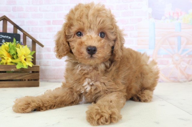 宮崎県のトイプードル(トイ) (Coo&RIKU宮崎店/2026年4月1日生まれ/男の子/アプリコット)の子犬の3枚目の画像