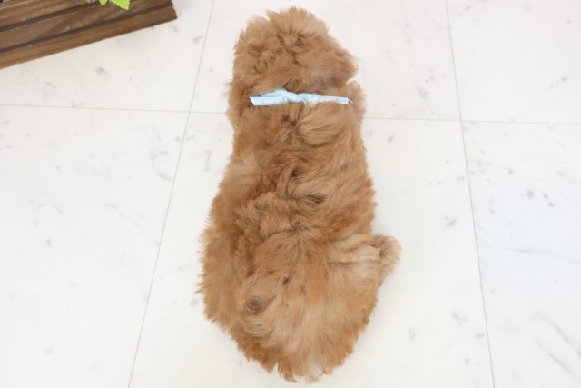 宮崎県のトイプードル(トイ) (Coo&RIKU宮崎店/2026年4月1日生まれ/男の子/アプリコット)の子犬の4枚目の画像