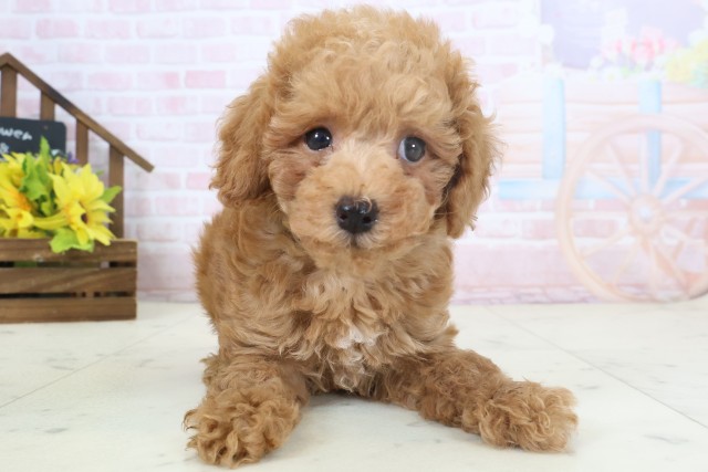 福岡県のトイプードル(トイ) (Coo&RIKU行橋店/2026年4月1日生まれ/男の子/アプリコット)の子犬の1枚目の画像
