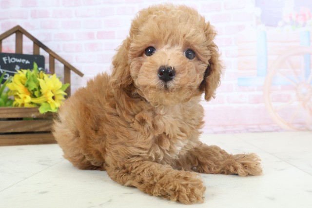 福岡県のトイプードル(トイ) (Coo&RIKU行橋店/2026年4月1日生まれ/男の子/アプリコット)の子犬の2枚目の画像