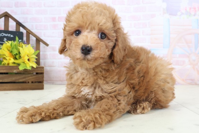 福岡県のトイプードル(トイ) (Coo&RIKU行橋店/2026年4月1日生まれ/男の子/アプリコット)の子犬の3枚目の画像