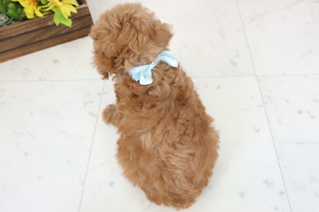 福岡県のトイプードル(トイ) (Coo&RIKU行橋店/2026年4月1日生まれ/男の子/アプリコット)の子犬の4枚目の画像