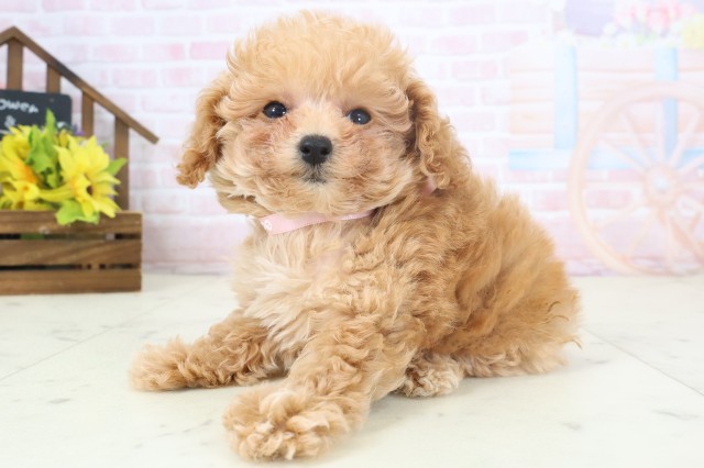 福岡県のトイプードル(トイ) (Coo&RIKU福岡古賀店/2026年4月1日生まれ/女の子/アプリコット)の子犬の3枚目の画像