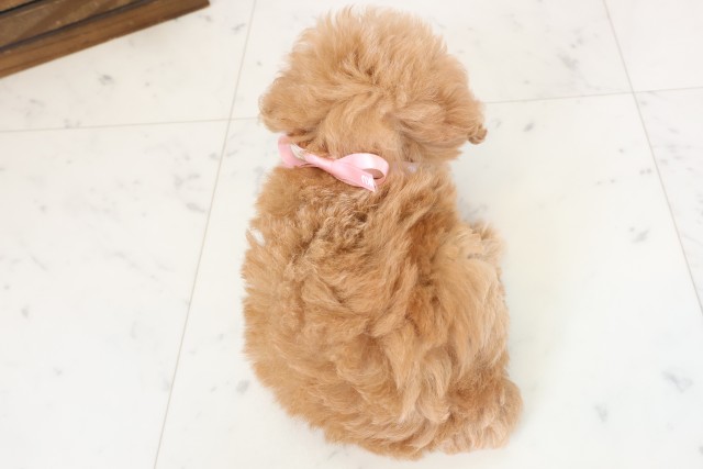 福岡県のトイプードル(トイ) (Coo&RIKU福岡古賀店/2026年4月1日生まれ/女の子/アプリコット)の子犬の4枚目の画像