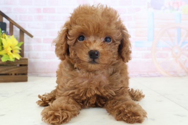 熊本県のトイプードル(トイ) (Coo&RIKUカリーノ玉名店/2026年4月1日生まれ/女の子/アプリコット)の子犬の1枚目の画像