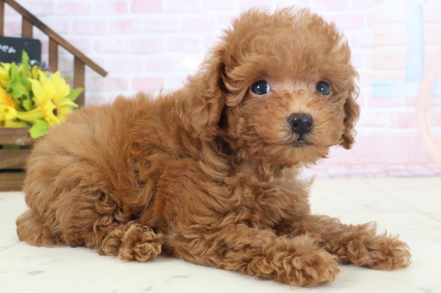 熊本県のトイプードル(トイ) (Coo&RIKUカリーノ玉名店/2026年4月1日生まれ/女の子/アプリコット)の子犬の2枚目の画像