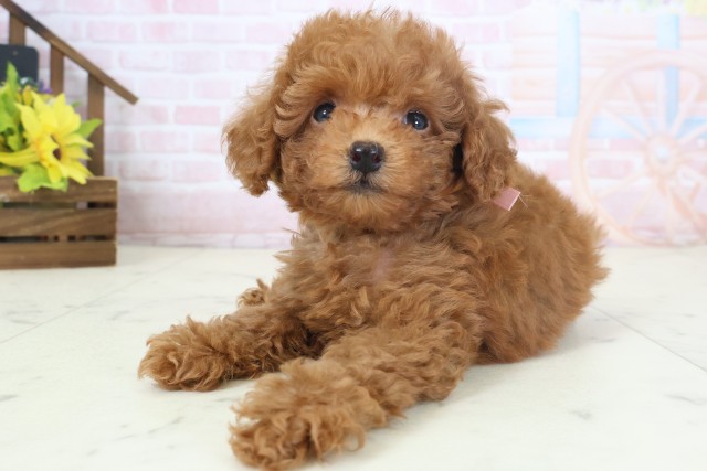 熊本県のトイプードル(トイ) (Coo&RIKUカリーノ玉名店/2026年4月1日生まれ/女の子/アプリコット)の子犬の3枚目の画像