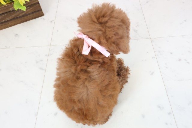 熊本県のトイプードル(トイ) (Coo&RIKUカリーノ玉名店/2026年4月1日生まれ/女の子/アプリコット)の子犬の4枚目の画像