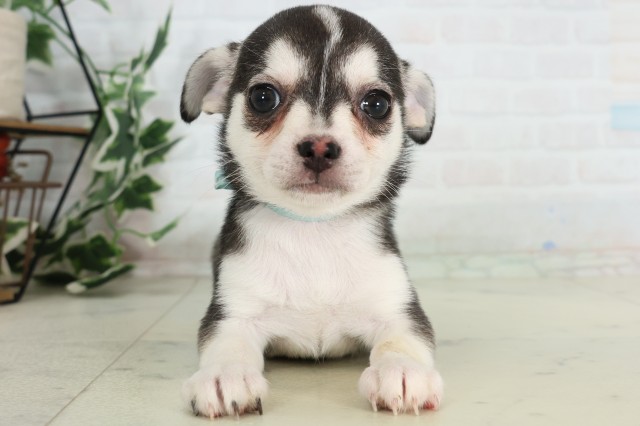 チワワ（スムースコート）の子犬（オス♂） 宇土シティモール店