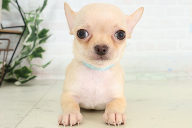 鹿児島県のチワワ(スムース) (Coo&RIKU鹿屋店/2026年3月31日生まれ/男の子/レッド)の子犬の1枚目の画像