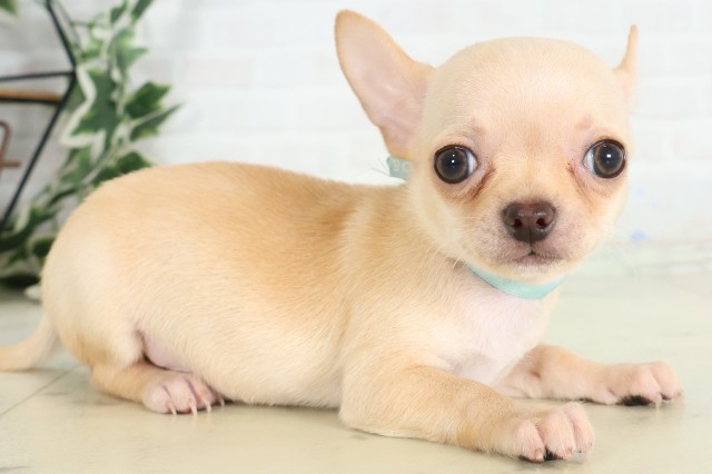 鹿児島県のチワワ(スムース) (Coo&RIKU鹿屋店/2026年3月31日生まれ/男の子/レッド)の子犬の2枚目の画像