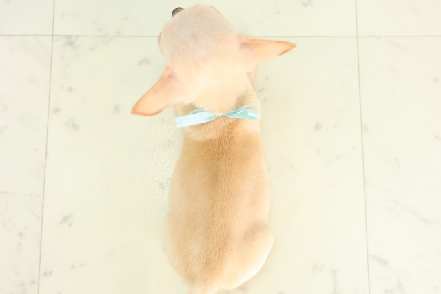 鹿児島県のチワワ(スムース) (Coo&RIKU鹿屋店/2026年3月31日生まれ/男の子/レッド)の子犬の4枚目の画像