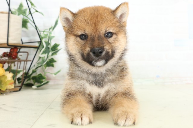沖縄県の豆柴 (Coo&RIKU沖縄浦添店/2026年3月30日生まれ/男の子/赤)の子犬