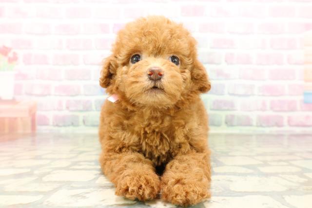 東京都のトイプードル(トイ) (Coo&RIKU下北沢店/2026年3月30日生まれ/女の子/オレンジフォーン)の子犬