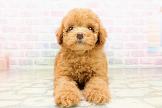 東京都のトイプードル(トイ) (Coo&RIKU高円寺店/2026年3月30日生まれ/女の子/オレンジフォーン)の子犬
