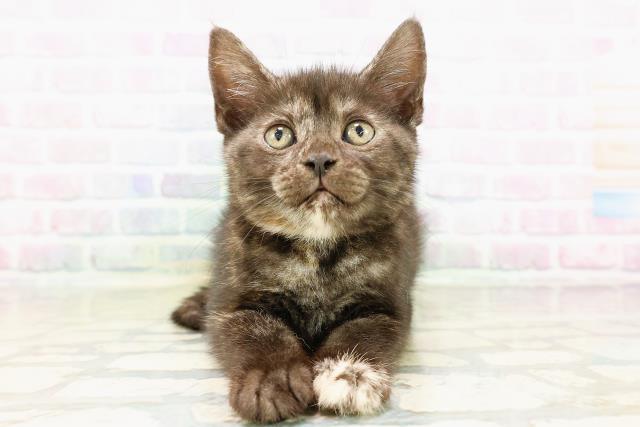 栃木県のアメリカンショートヘアー (Coo&RIKUFKDインターパーク店/2026年4月1日生まれ/女の子/トーティー)の子猫の1枚目の画像