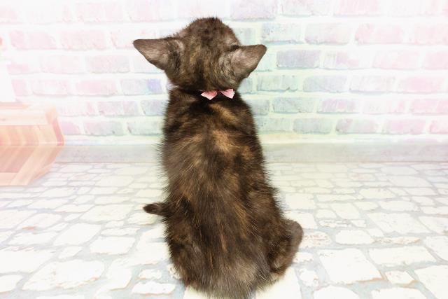 栃木県のアメリカンショートヘアー (Coo&RIKUFKDインターパーク店/2026年4月1日生まれ/女の子/トーティー)の子猫の4枚目の画像