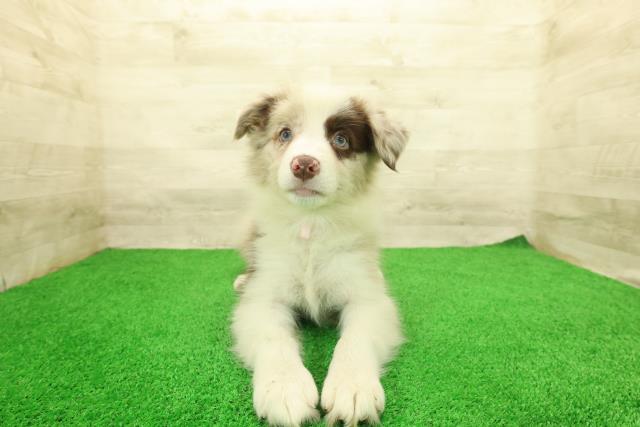栃木県のボーダーコリー (Coo&RIKU宇都宮店/2026年3月28日生まれ/女の子/チョコレートマール)の子犬の1枚目の画像