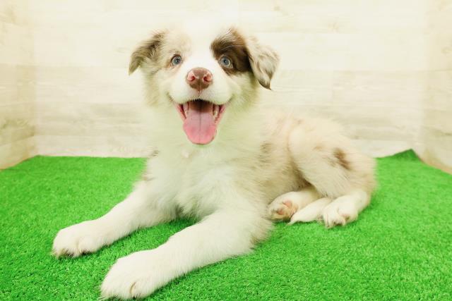 栃木県のボーダーコリー (Coo&RIKU宇都宮店/2026年3月28日生まれ/女の子/チョコレートマール)の子犬の2枚目の画像