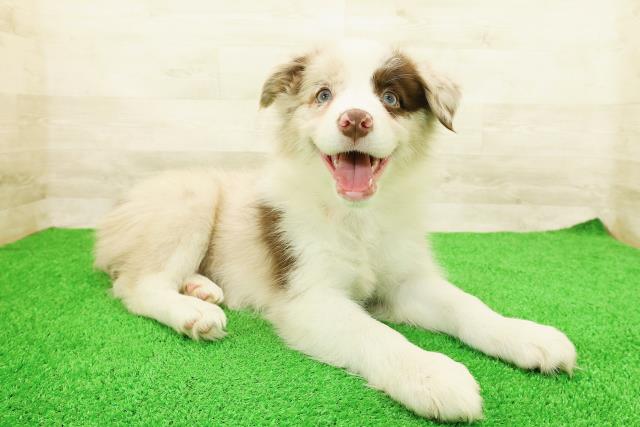 栃木県のボーダーコリー (Coo&RIKU宇都宮店/2026年3月28日生まれ/女の子/チョコレートマール)の子犬の3枚目の画像