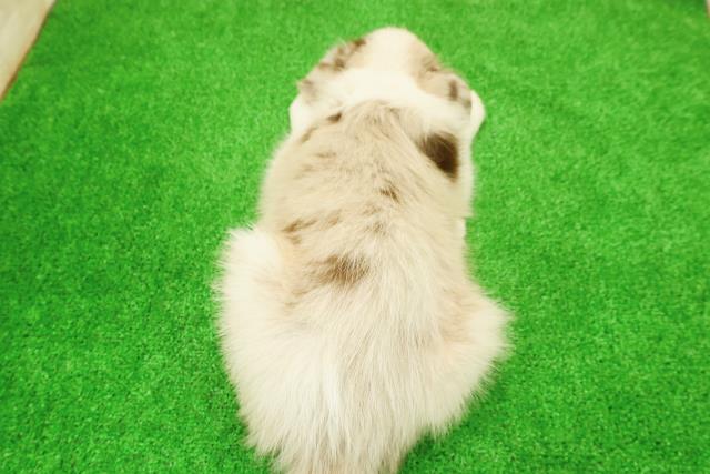 栃木県のボーダーコリー (Coo&RIKU宇都宮店/2026年3月28日生まれ/女の子/チョコレートマール)の子犬の4枚目の画像