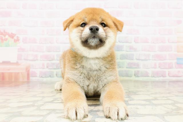 柴犬