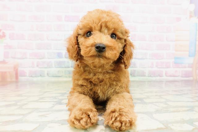 神奈川県のトイプードル(トイ) (Coo&RIKU横須賀店/2026年3月28日生まれ/男の子/レッド)の子犬