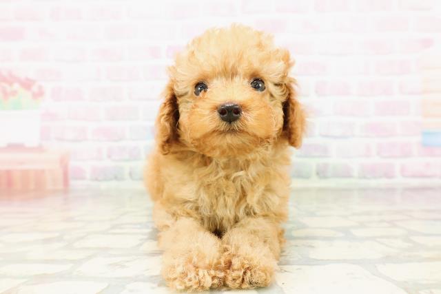 栃木県のトイプードル(トイ) (Coo&RIKU小山店/2026年3月28日生まれ/男の子/アプリコット)の子犬の1枚目の画像